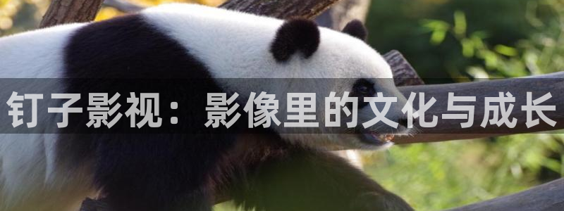 钉子影视：影像里的文化与成长